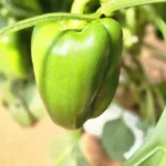 20251121_155049Resultado