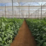 20251121_155644Resultado