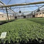 AgroCultivo_4